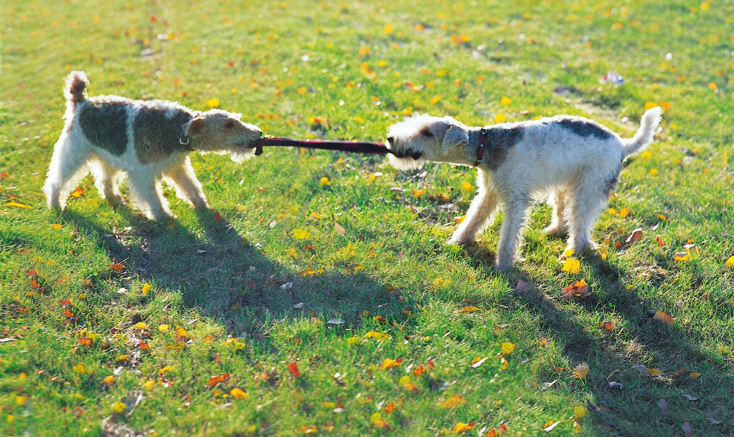 Sidoste terrierit
